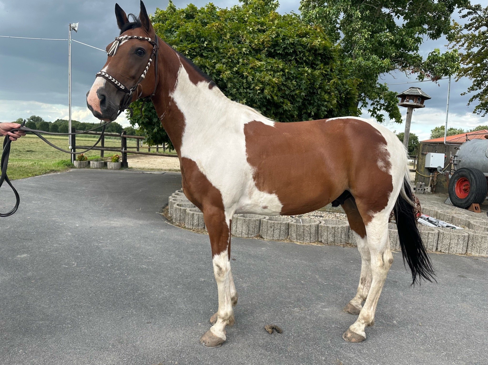 Galerie – Pferdewaage Einsatzbild 04